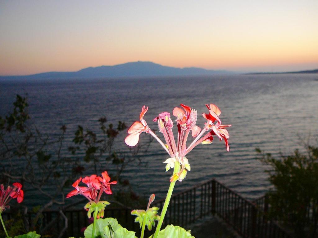 Assos Terrace Hotel ภายนอก รูปภาพ